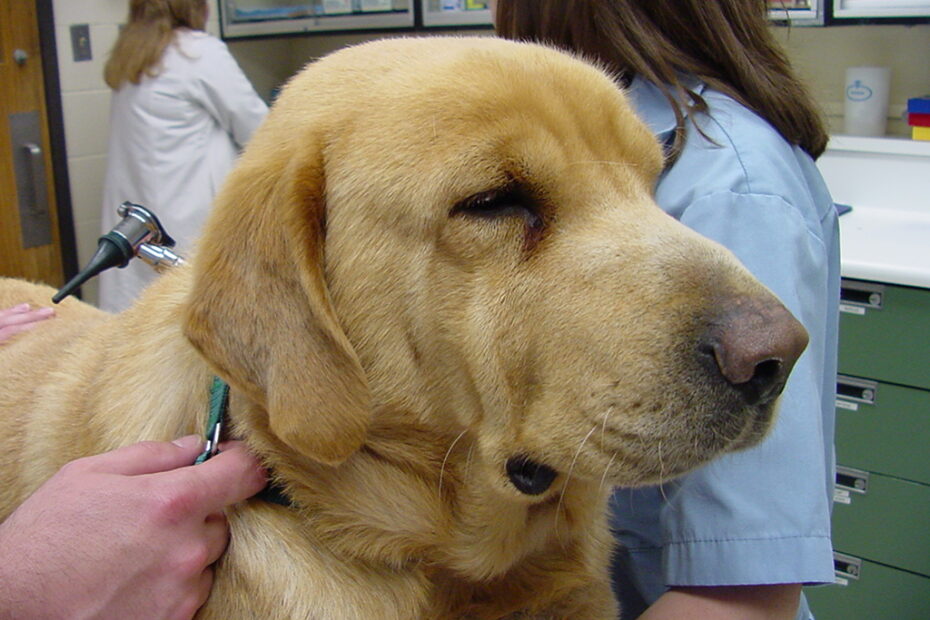 Source:http://upload.wikimedia.org/wikipedia/commons/2/20/Hypothyroid_Labrador_retriever_1.jpg