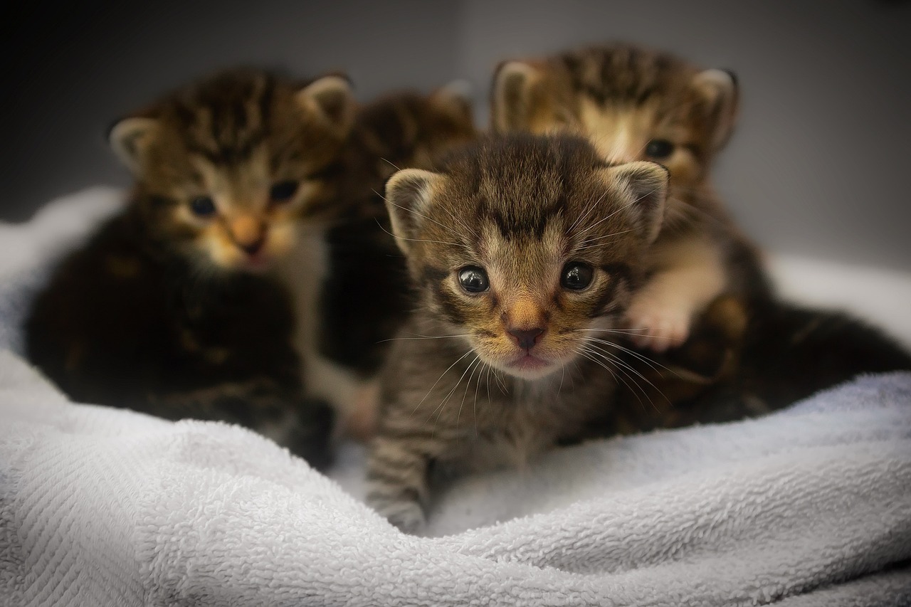 Cats exert influence on us by showing affection. It makes us want to respond to them and care for them